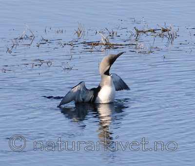 BB 08 0080 / Gavia arctica / Storlom